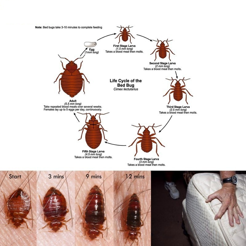 Bedbugs Killer Powder